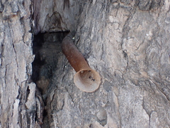 Meliponini