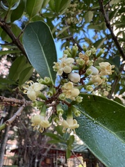 Viburnum odoratissimum