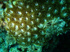 Acanthastrea