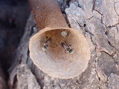 Meliponini