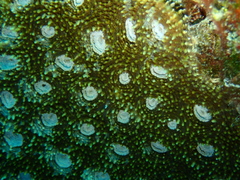 Acanthastrea
