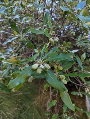 Pittosporum ralphii