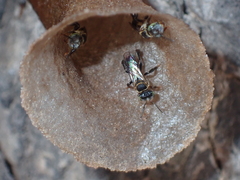 Meliponini