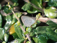 Polyommatini