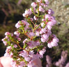 Erica cyathiformis