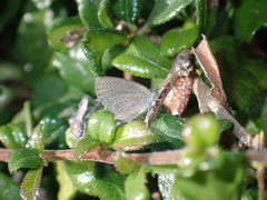 Polyommatini