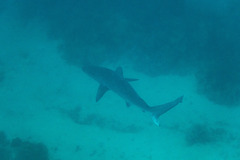Carcharhinus