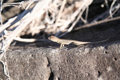 Microlophus bivittatus