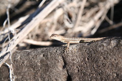 Microlophus bivittatus