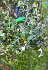 Argophyllaceae