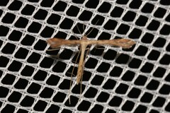 Bipunctiphorus euctimena