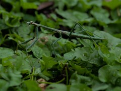 Archimantis latistyla