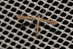 Bipunctiphorus euctimena