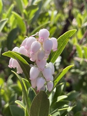 Arctostaphylos × media