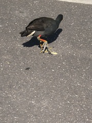 Gallinula tenebrosa tenebrosa