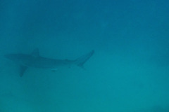 Carcharhinus