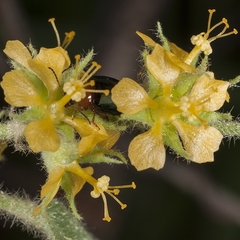 Sida hackettiana