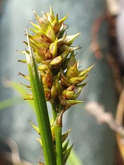 Carex spicata
