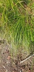 Carex spicata