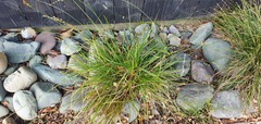 Carex spicata