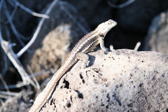 Microlophus bivittatus