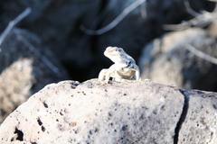 Microlophus bivittatus