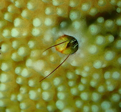 Paguritta corallicola