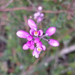 Comesperma ericinum