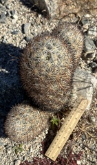 Escobaria alversonii