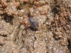 Ochterus