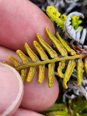 Pityrogramma austroamericana