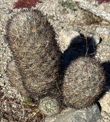 Escobaria alversonii