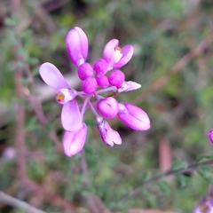Comesperma ericinum