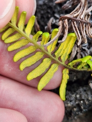 Pityrogramma austroamericana