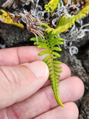 Pityrogramma austroamericana