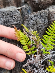 Pityrogramma austroamericana