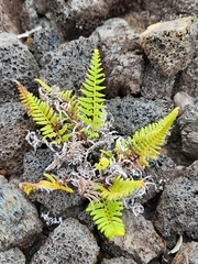 Pityrogramma austroamericana