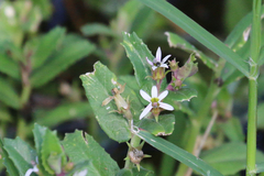 Lobelia concolor