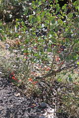 Ipomopsis aggregata aggregata