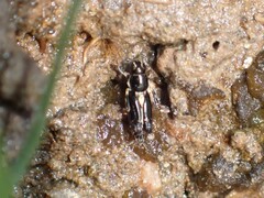 Tridactylidae
