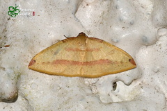 Heterolocha polymorphoides