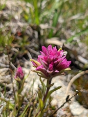 Castilleja lemmonii