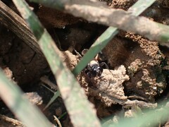 Apoidea