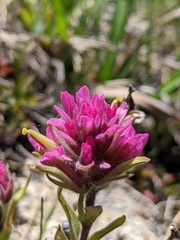 Castilleja lemmonii