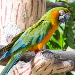 Ara ararauna × macao