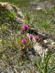 Castilleja lemmonii