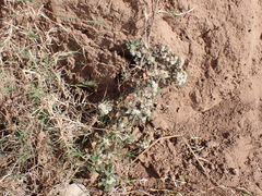 Alternanthera