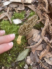 Morchellaceae