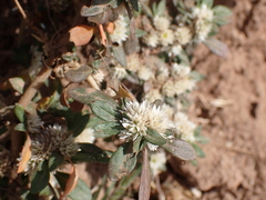 Alternanthera