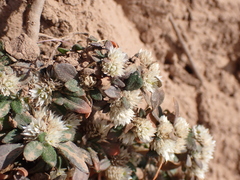 Alternanthera